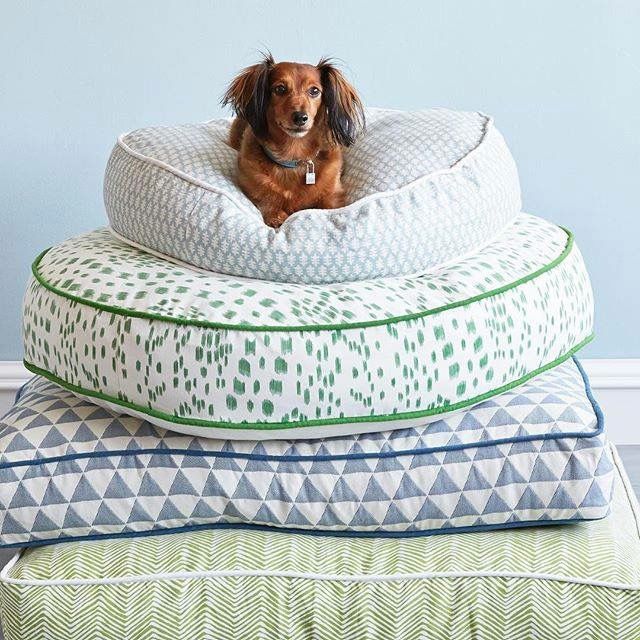 Dog-img