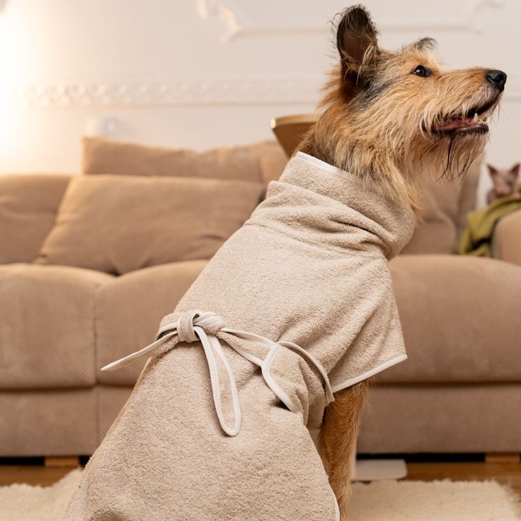 Bolognese Dog