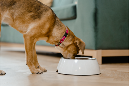 Dog-img