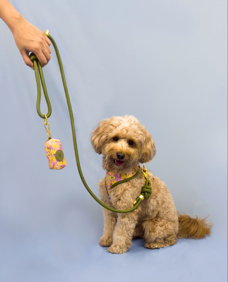 Dog-img